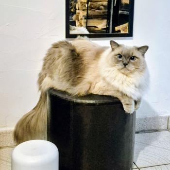 Chaton Ragdoll seal point bicolor