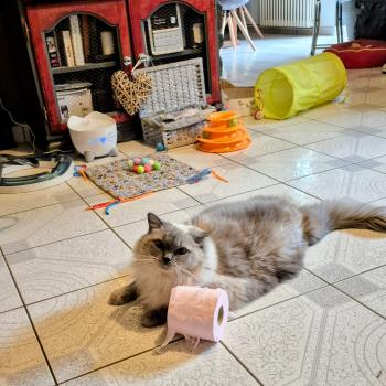 Chaton Ragdoll seal point & blanc