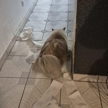 Chaton Ragdoll seal point mitted