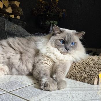 Chaton Ragdoll blue point