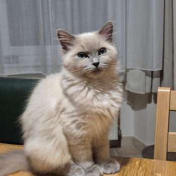 Chaton Ragdoll blue mink mitted