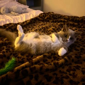 Chaton Ragdoll point mitted