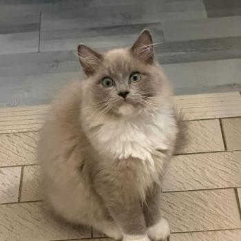 Chaton Ragdoll blue point