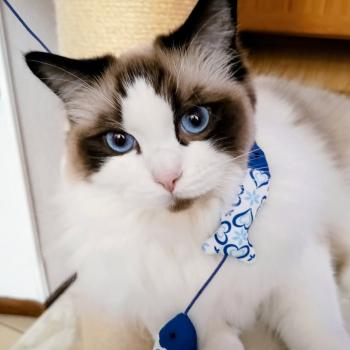 Chaton Ragdoll seal point