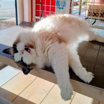 Chaton Ragdoll seal point & blanc