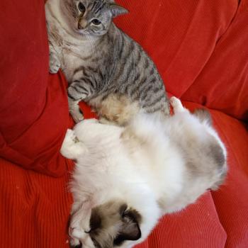 Chaton Ragdoll seal point