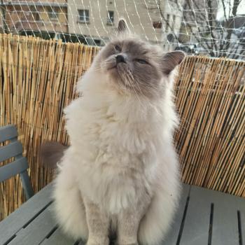 Chaton Ragdoll blue point