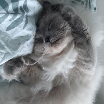 Chaton Ragdoll seal point bicolor