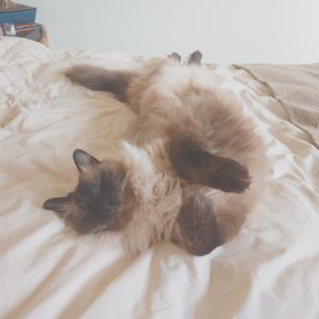 Chaton Ragdoll seal point & blanc