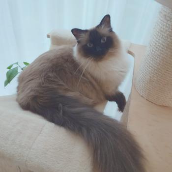 Chaton Ragdoll blue point
