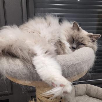 Chaton Ragdoll seal point