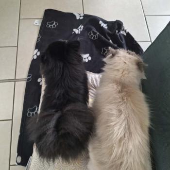 Chaton Ragdoll blue point