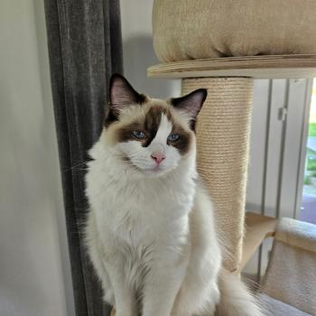 Chaton Ragdoll seal point & blanc