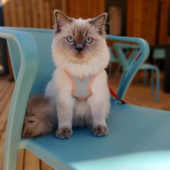 Chaton Ragdoll chocolate point bicolor