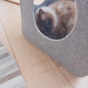 Chaton Ragdoll blue point