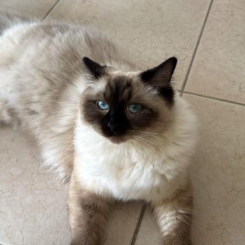 Chaton Ragdoll blue point mitted