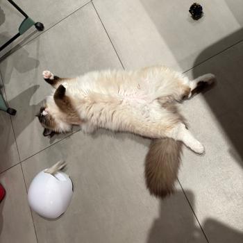 Chaton Ragdoll seal point bicolor