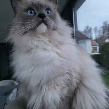 Chaton Ragdoll seal point