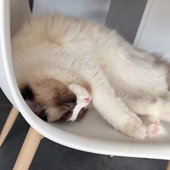 Chaton Ragdoll seal point & blanc