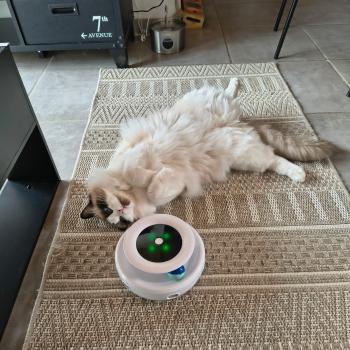 Chaton Ragdoll seal point bicolor