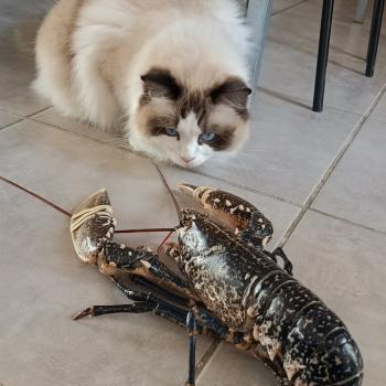 Chaton Ragdoll seal point & blanc