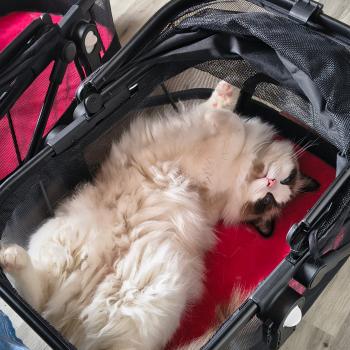 Chaton Ragdoll seal point & blanc