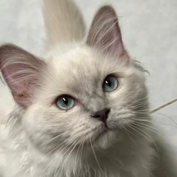 Chaton Ragdoll seal point