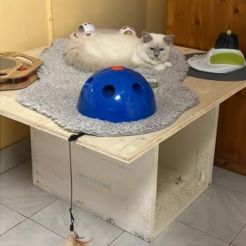 Chaton Ragdoll lilac mink point mitted