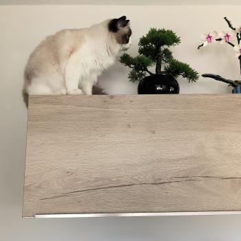 Chaton Ragdoll seal point