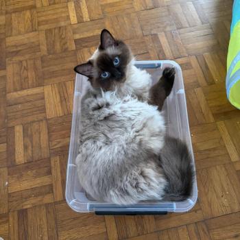 Chaton Ragdoll seal point bicolor
