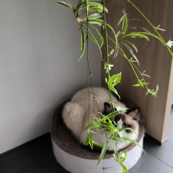 Chaton Ragdoll seal point