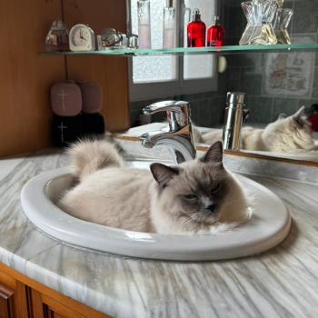Chaton Ragdoll seal point bicolor