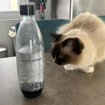Chaton Ragdoll blue point mitted