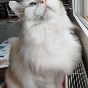 Chaton Ragdoll seal tabby point bicolor