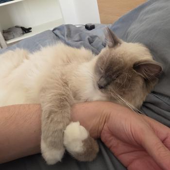 Chaton Ragdoll point bicolor