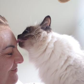 Chaton Ragdoll seal point & blanc
