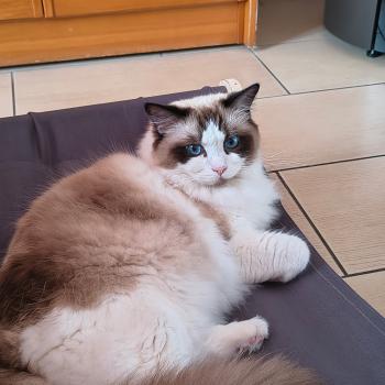 Chaton Ragdoll point bicolor