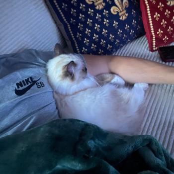 Chaton Ragdoll seal point & blanc