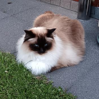 Chaton Ragdoll blue mink point