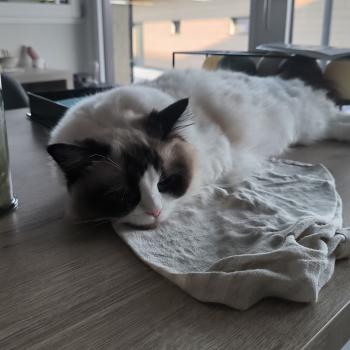 Chaton Ragdoll seal point bicolor