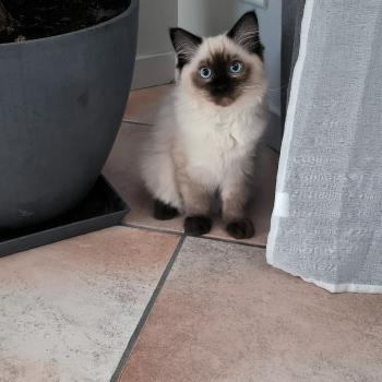 Chaton Ragdoll blue point mitted