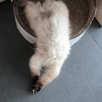 Chaton Ragdoll blue point mitted