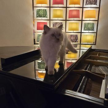 Chaton Ragdoll point bicolor