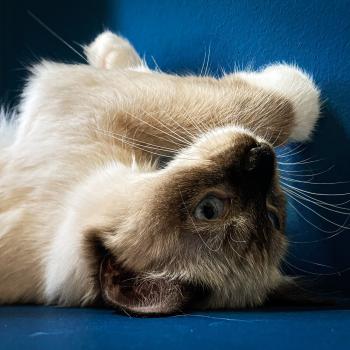 Chaton Ragdoll seal point & blanc