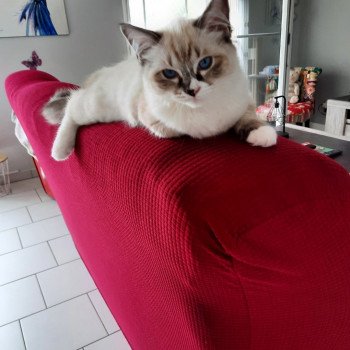 Chaton Ragdoll seal point mitted