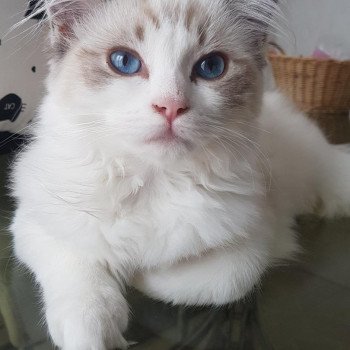 Chaton Ragdoll chocolate point mitted