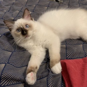 Chaton Ragdoll seal tabby point mitted