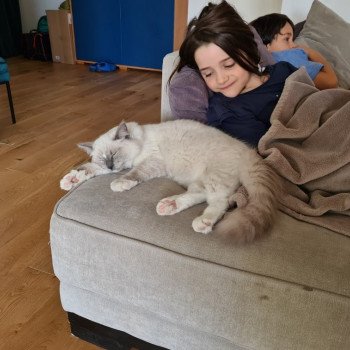 Chaton Ragdoll seal point mitted