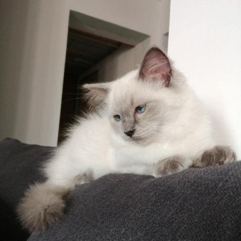 Chaton Ragdoll point bicolor