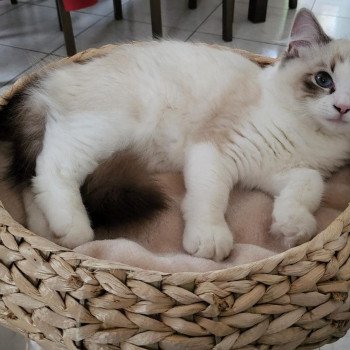 Chaton Ragdoll seal point mitted